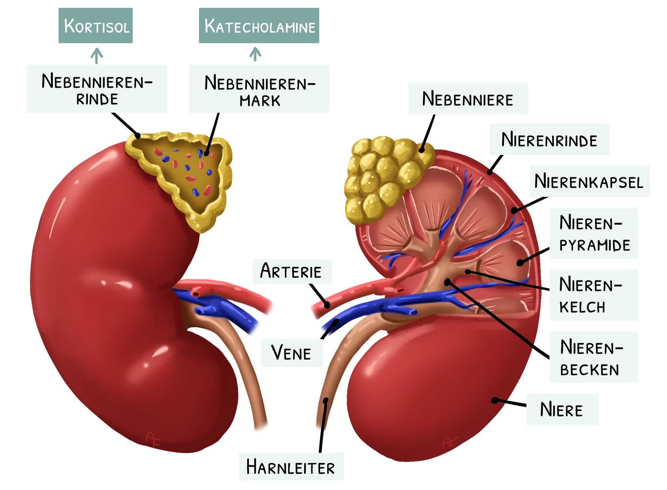 Anatomische-digitale-Illustration-Medizin-Naturwissenschaft